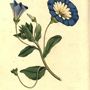 Small bindweed, Convolvulus tricolor