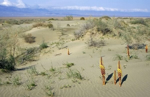 Flowering parasitic plants - sand dunes of Central