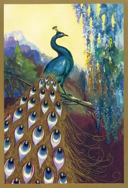 Ornamental Peacock