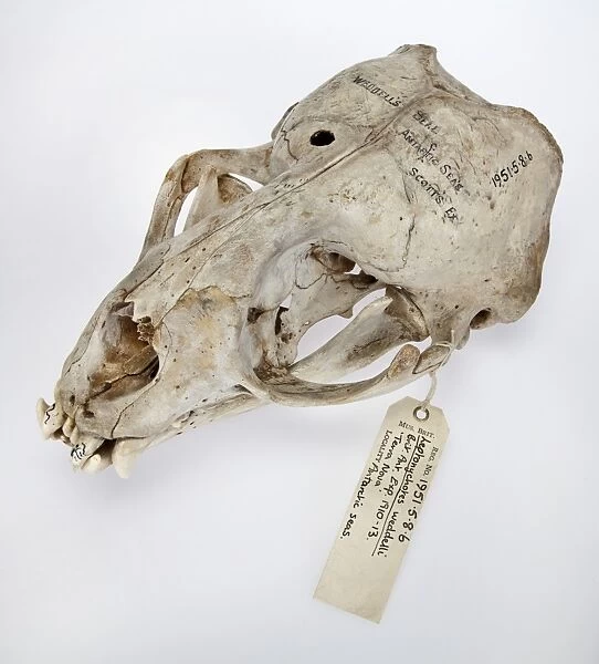 Weddell seal skull, Leptonychotes weddellii