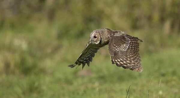 Tawny Owl (Strix aluco) juvenile, in flight, South Yorkshire, England, August