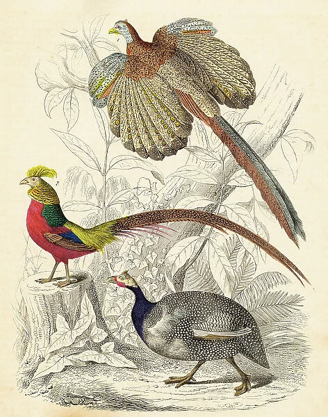Great argus, pheasant and helmeted guinea fowl hand-colored engraving illustration 1848