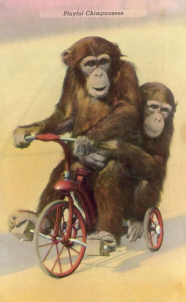 Cycling chimpanzees (colour photo)