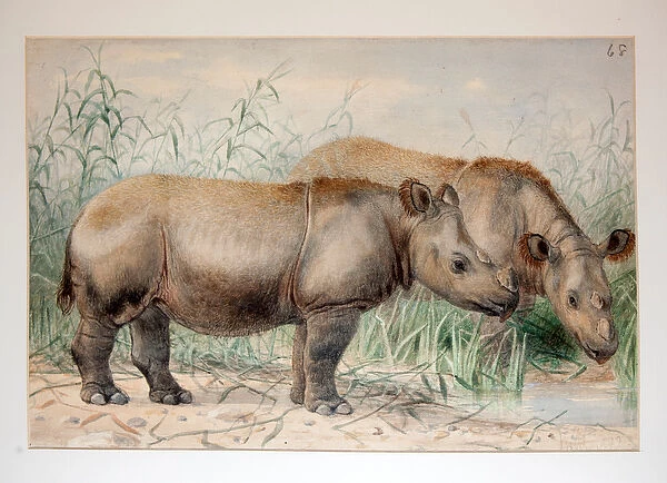 Hairy Eared Rhinoceros (w  /  c on paper)