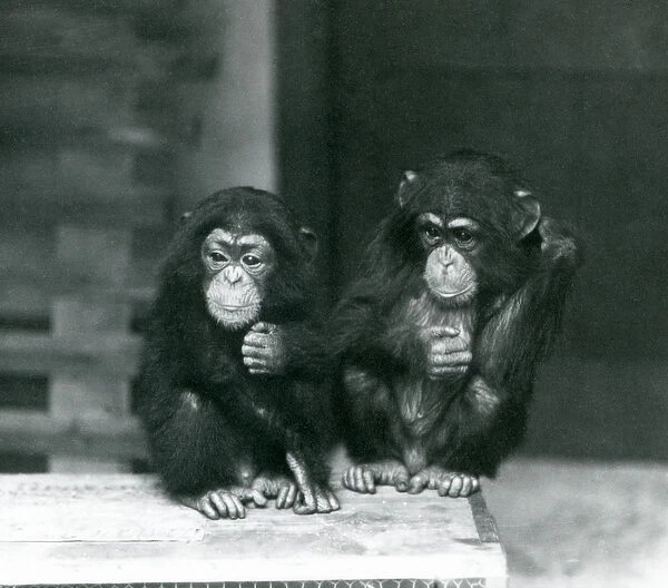 Two young Chimpanzees sitting on a wooden crate, London Zoo, 1924 (b  /  w photo)