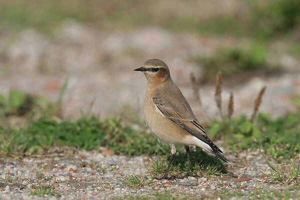 Northern Wheatear on migration, Oenanthe oenanthe