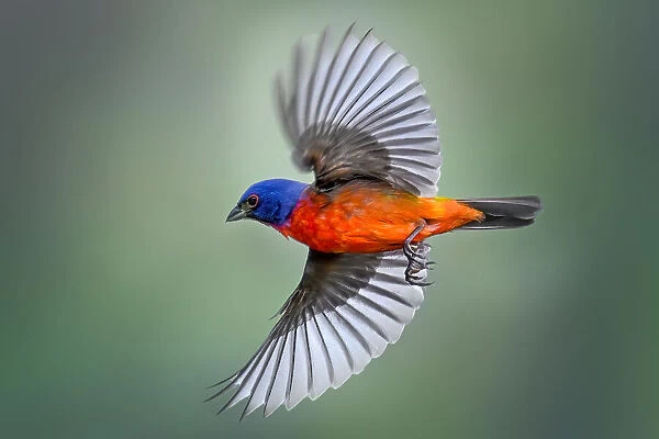 Painted Bunting in Flight