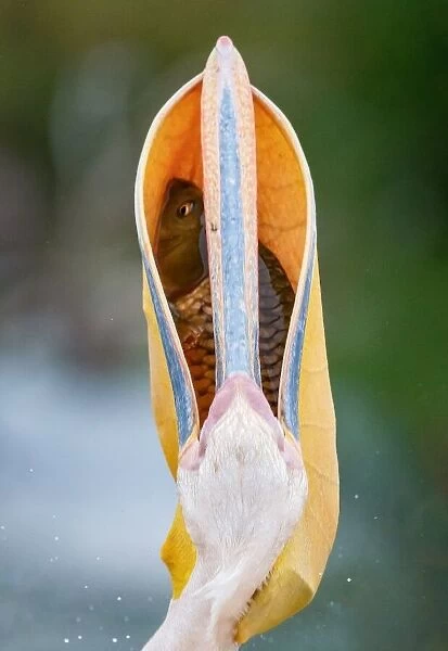 Pelican. Ahmed Elsheshtawy