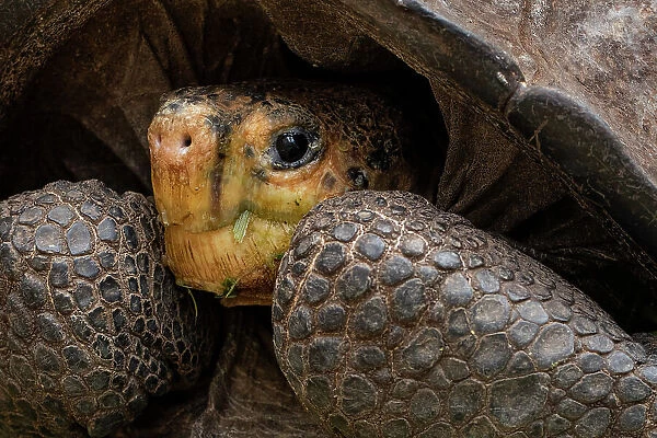 Fernandina giant-tortoise (Chelonoidis phantasticus) head portrait, Fernandina Island, Galapagos National Park, Galapagos Islands. Critically endangered