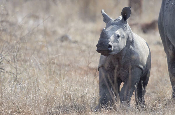 White Rhinoceros (Ceratotherium simum) calf standing in habitat, South Africa, Limpopo