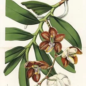 Esmeralda cathcartii orchid