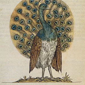 Peacock Drawing Date: 1555