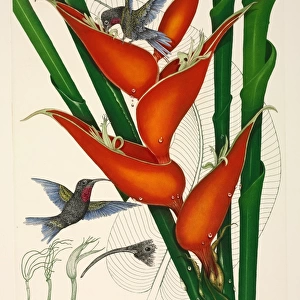 Purple-throated hummingbirds, female