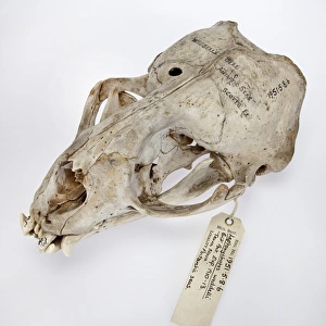 Weddell seal skull, Leptonychotes weddellii
