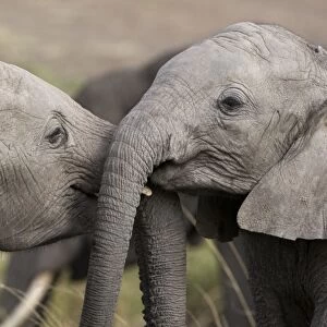 African Elephant - youngsters playing - Masai Mara Reserve - Kenya