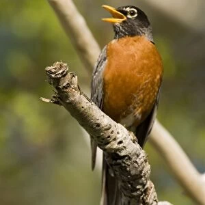 American Robin - Calling - A common well known bird often seen on lawns searching for insects and earthworms-In cold weather prefers moist woods or fruit-bearing trees-Adult is orangebreasted (head of female is paler than male's)