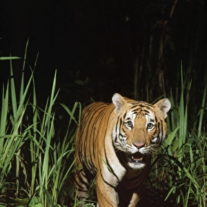 Bengal / Indian Tiger - in wild, at night. Chitwan N. P. Nepal