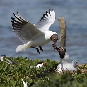 Black-headed gull - One adult gull passing nesting material back to mate on nest, Dorset, England, UK