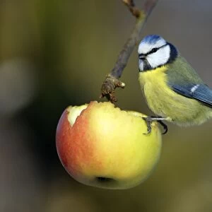 Blue Tit - Feeding on apple in garden Lower Saxony, Germany