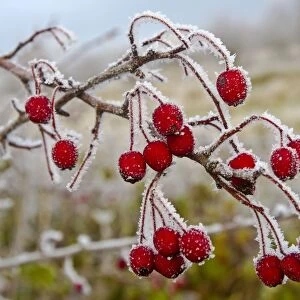 Frost covered Red Hawthorn berries - Oxon - December