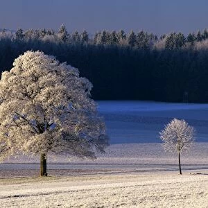 Frosty landscape frost covered trees and pasture in early morning light Baden-Wuerttemberg, Germany