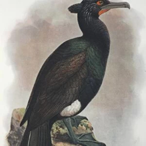 Illustration: Spectacled cormorant, Kamchatka. From Rothschild 1907, original artwork by J G Keulemans