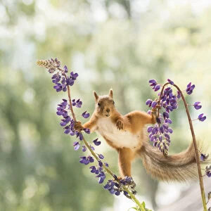 Red Squirrel stand between lupine flowers