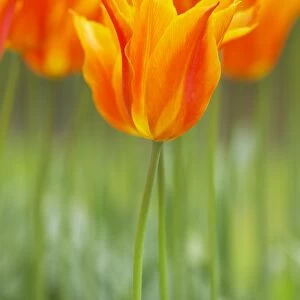 Tulip Ballerina Keukenhof Gardens Netherlands PL001788