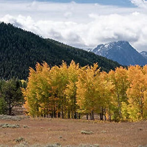 USA, Wyoming. Aspen, Grand Teton National Park. Date: 26-09-2020