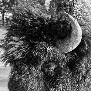 USA, Wyoming, Yellowstone National Park. Lone male American bison, aka buffalo with frost on face. Head detail, Date: 11-10-2020
