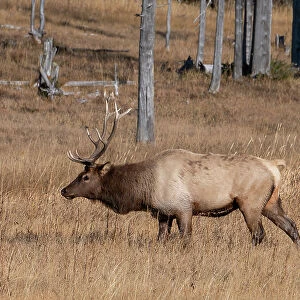 USA, Wyoming, Yellowstone National Park, Madison. Male North American elk. Date: 09-10-2020