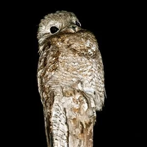 Great potoo on a post at night