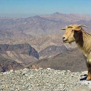 Goat with Al Hajar Mountains (Oman Mountains) in the background, close to Jebel Shams Canyon, Oman, Middle East