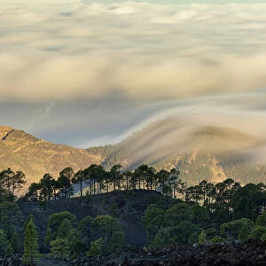 Canary Island Pine Forest with clouds moving over the Atlantic during a long exposure, Teide National Park, Tenerife, Canary Islands