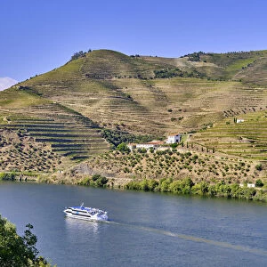 A Douro river cruise ship passing along the Quinta da Boavista
