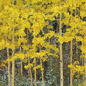 Snow and aspen trees in autumn colors Kananaskis Country, Alberta, Canada