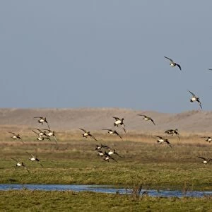 Wigeon Anas penelope flock on grazing marsh at Salthouse Norfolk