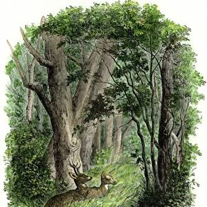 Deer in a forest glade