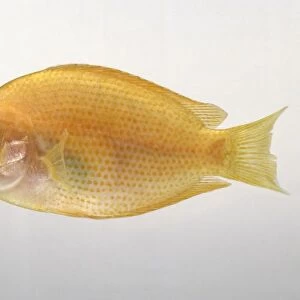 Orange chromide (Etroplus maculatus), orange fish, side view