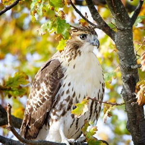 Beautiful Red Tailed Hawk (Buteo jamaicensis) Perched in Tree