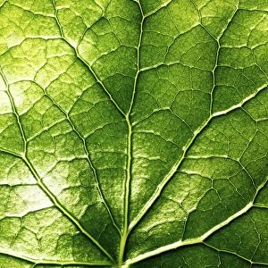 Close up of a green leaf and veins