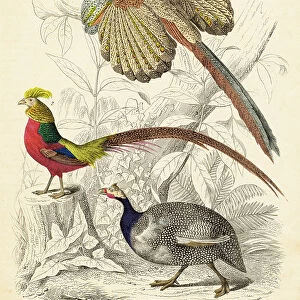 Great argus, pheasant and helmeted guinea fowl hand-colored engraving illustration 1848