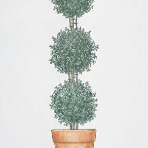 Helichrysum Poodle, trained to grow in three balls atop another