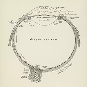 Old engraved illustration of anatomy of the human eye, section of the eyeball