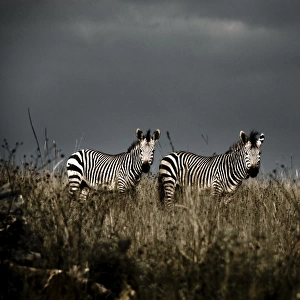 Two Plains Zebra (Equus quagga) standing in grass, Lion and Rhino Park, Cradle of Humankind World Heritage Site, Gauteng Province, South Africa