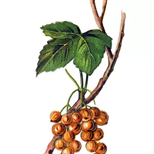 Ribes aureum, known by the common names golden currant, clove currant, pruterberry