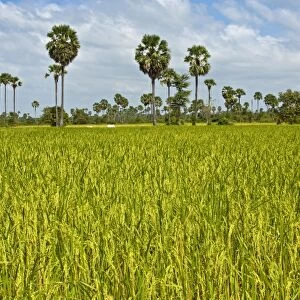 Rice paddy with Palmyra Palms or Toddy Palms -Borassus flabellifer-, near Pursat, Cambodia