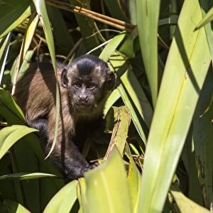 Tufted Capuchin, Black-capped Capuchin or Pin Monkey -Cebus apella-, infant sitting in a palm, Northwood, Christchurch, Canterbury Region, New Zealand