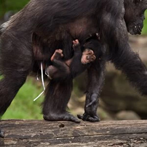 Australia-Animal-Chimpanzee