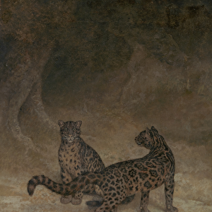 Clouded Leopards, c. 1825 (oil on canvas)